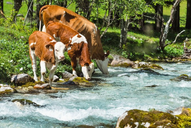Jägersee © Bryan Reinhart / Wagrain-Kleinarl Tourismus